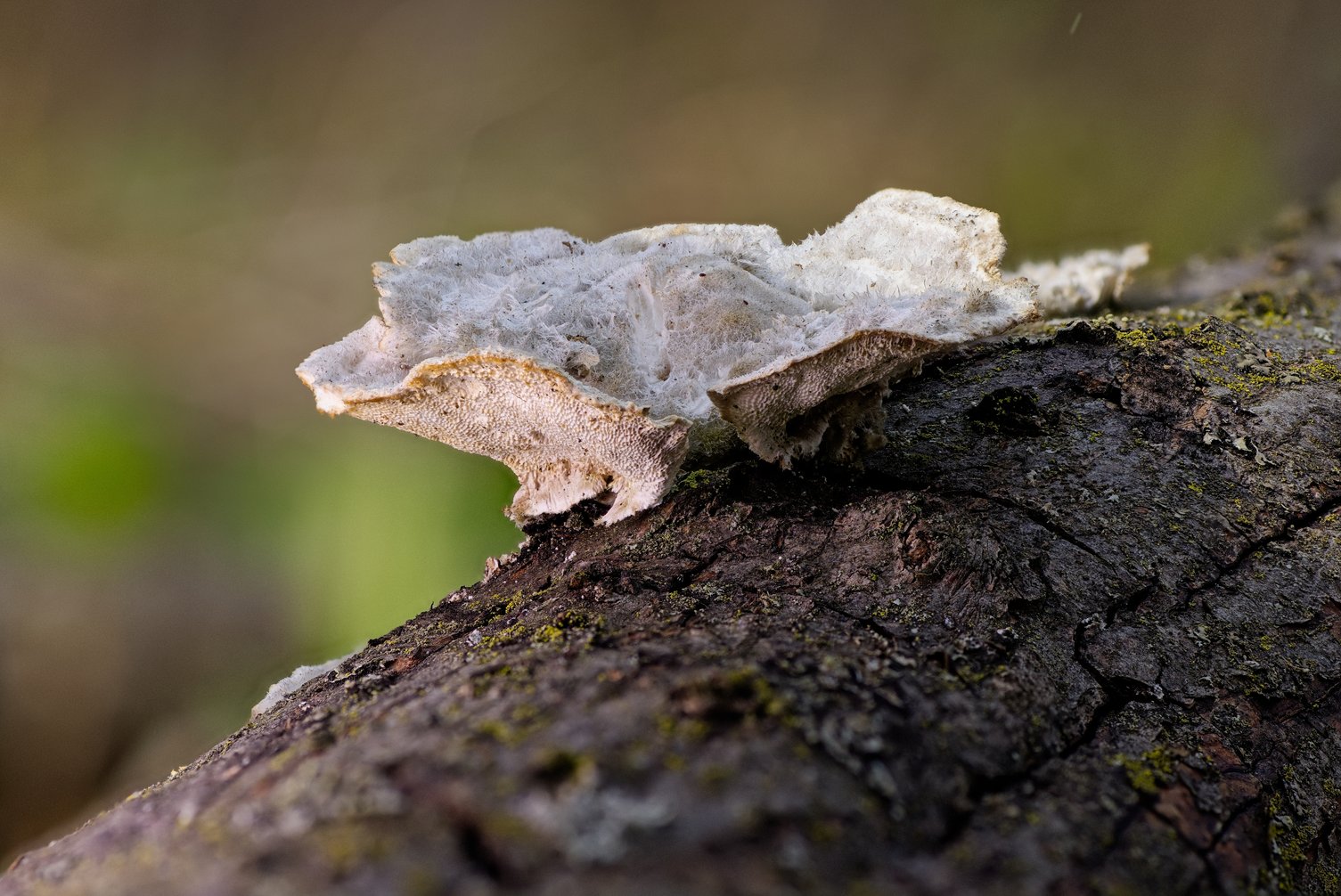 A close-up of a white, cottony fungal growth (likely a bracket fungus or mold) sprouting from the rough, dark bark of a tree branch. The fungus has a fluffy, fibrous upper surface and a textured, honeycomb-like underside, with a few smaller fragments nearby. Scattered patches of green moss or lichen dot the weathered bark, while the background is softly blurred in muted green and brown tones.